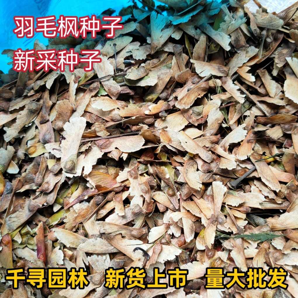 新采羽毛枫种子 枫树种子 风景树种子 红枫种子