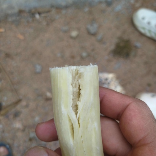 木薯