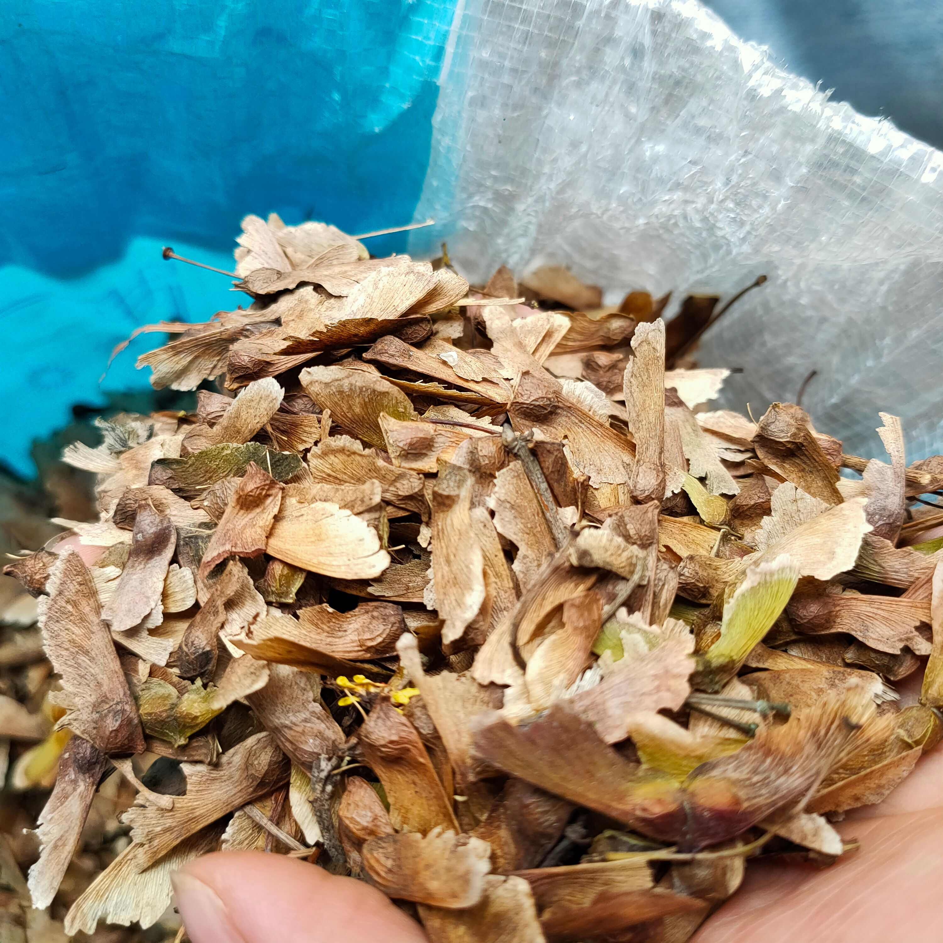 新采羽毛枫种子 枫树种子 风景树种子 红枫种子