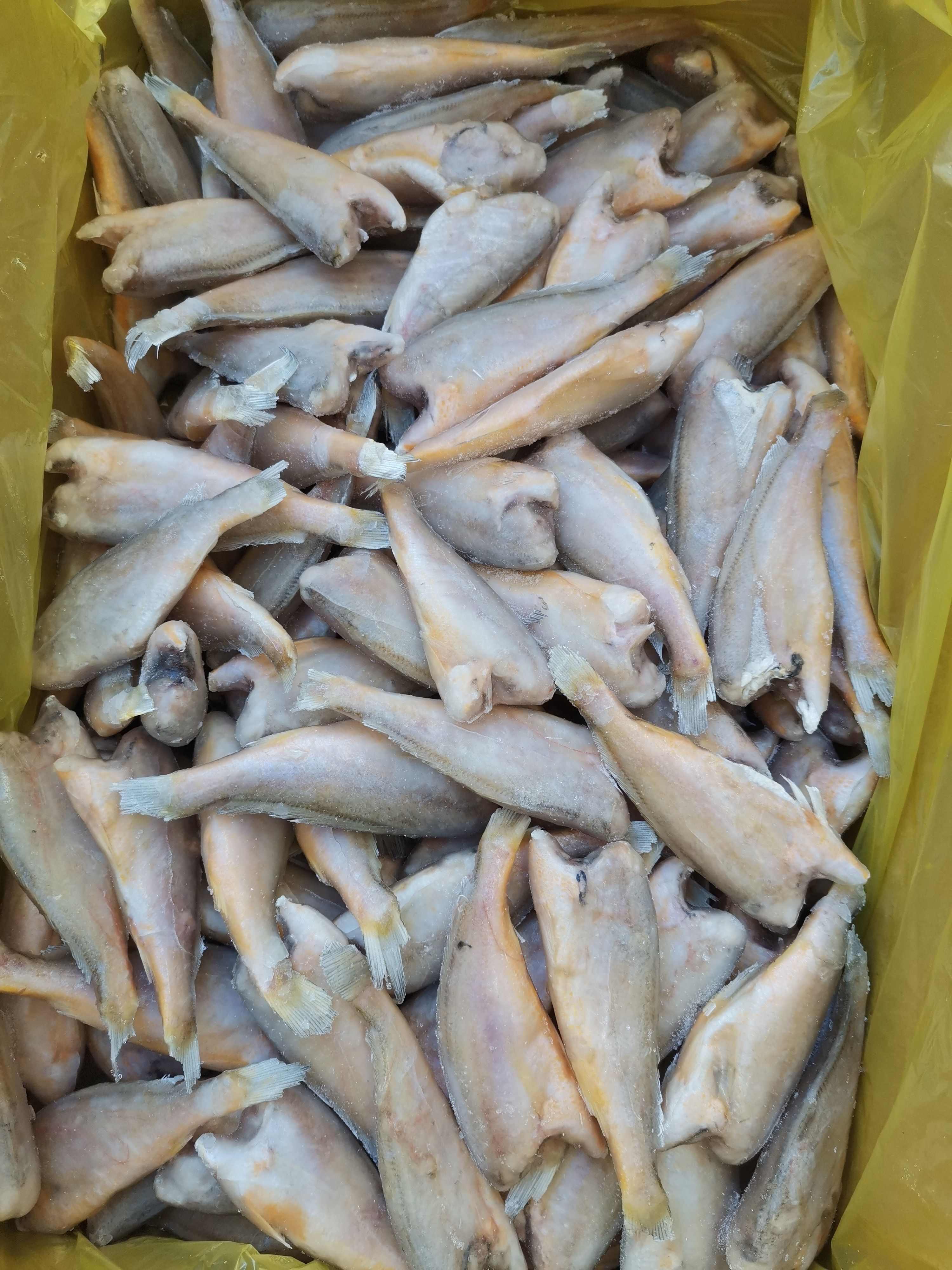 去头小黄鱼  品质好，价格优，一手货源