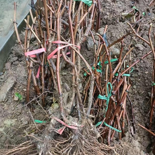 平度市早甜66葡萄苗 3年生大葡萄树苗 当年挂果葡萄树苗