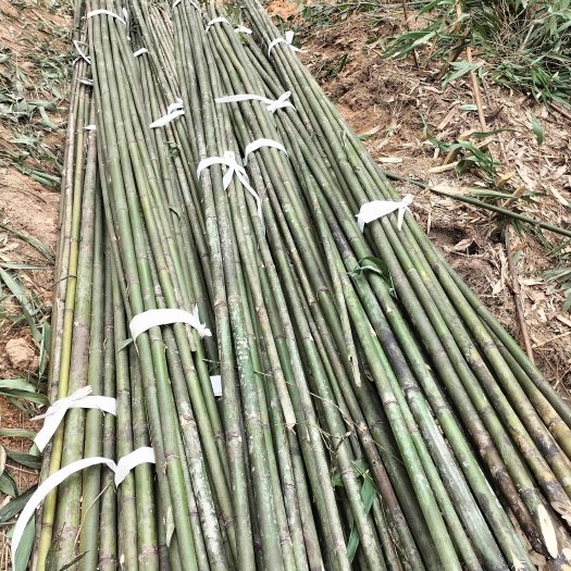 浦城县苦竹子量大，粗细都有