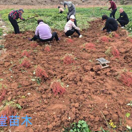 平邑县丹参种苗  优质丹参苗，航天新品种，包技术指导，包回收干货，