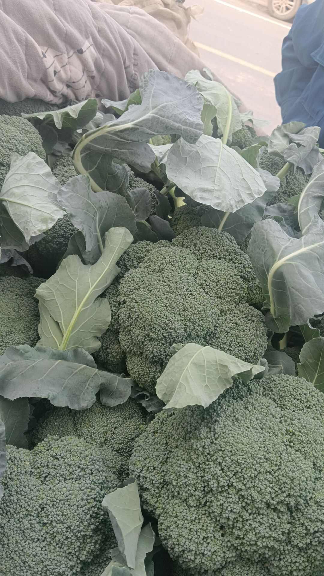 河南安阳滑县直供 新鲜圣绿西兰花 现摘现发