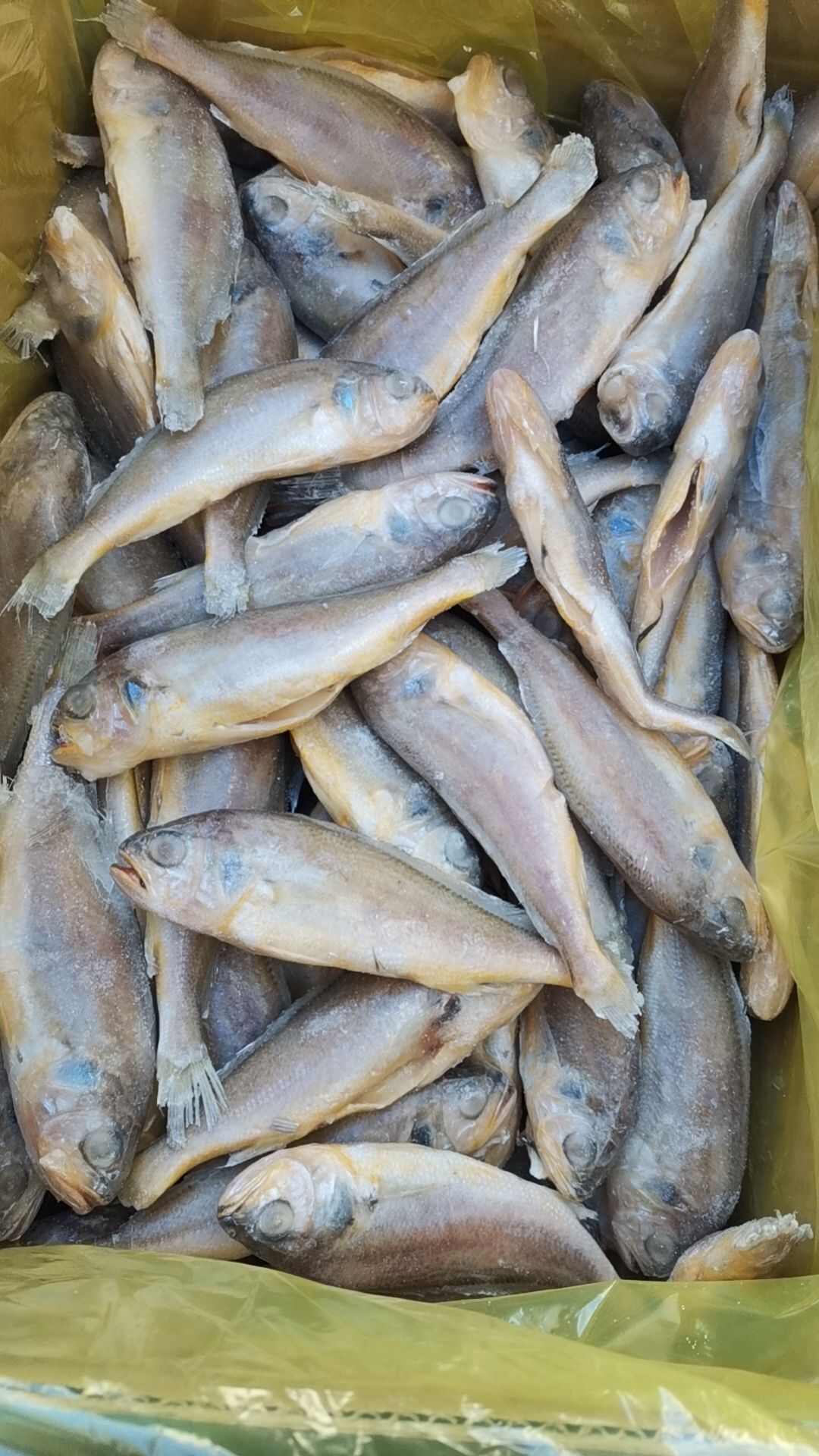 去肠去鳃去鳞小黄鱼