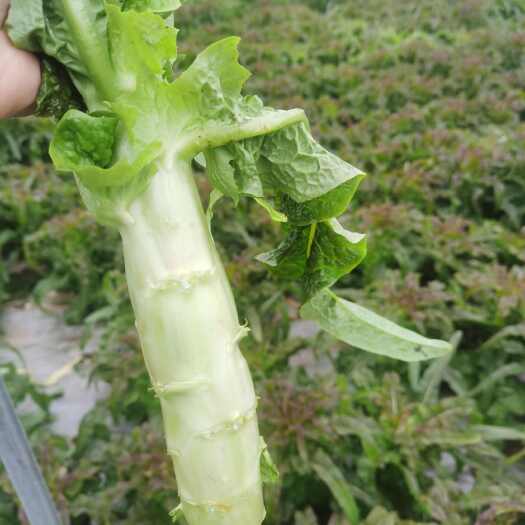遂宁红叶莴笋