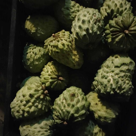 河口县云南红河河口凤梨释迦陆续上市，欢迎选购。
