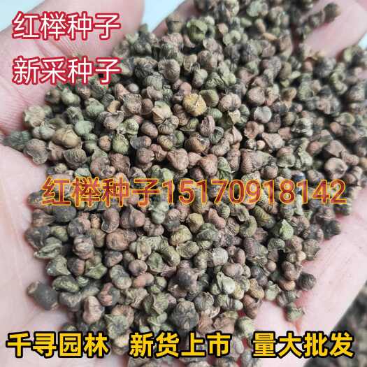 当年新采红榉种子 榉树种子批发，红榉树种子发芽率高达90%