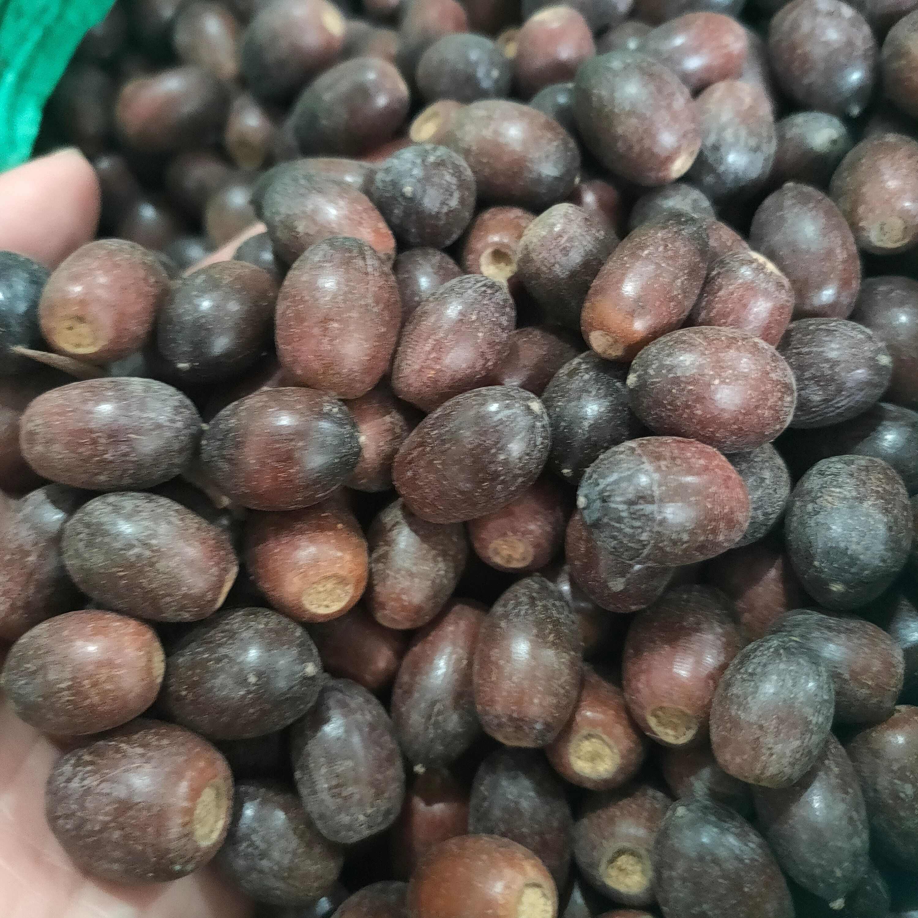 青冈栎种子 青冈栎 赤皮青冈 青冈栎 麻栎种子 批发造林绿化