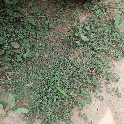 地锦草干货打件批发零售奶桨草小串窝旦