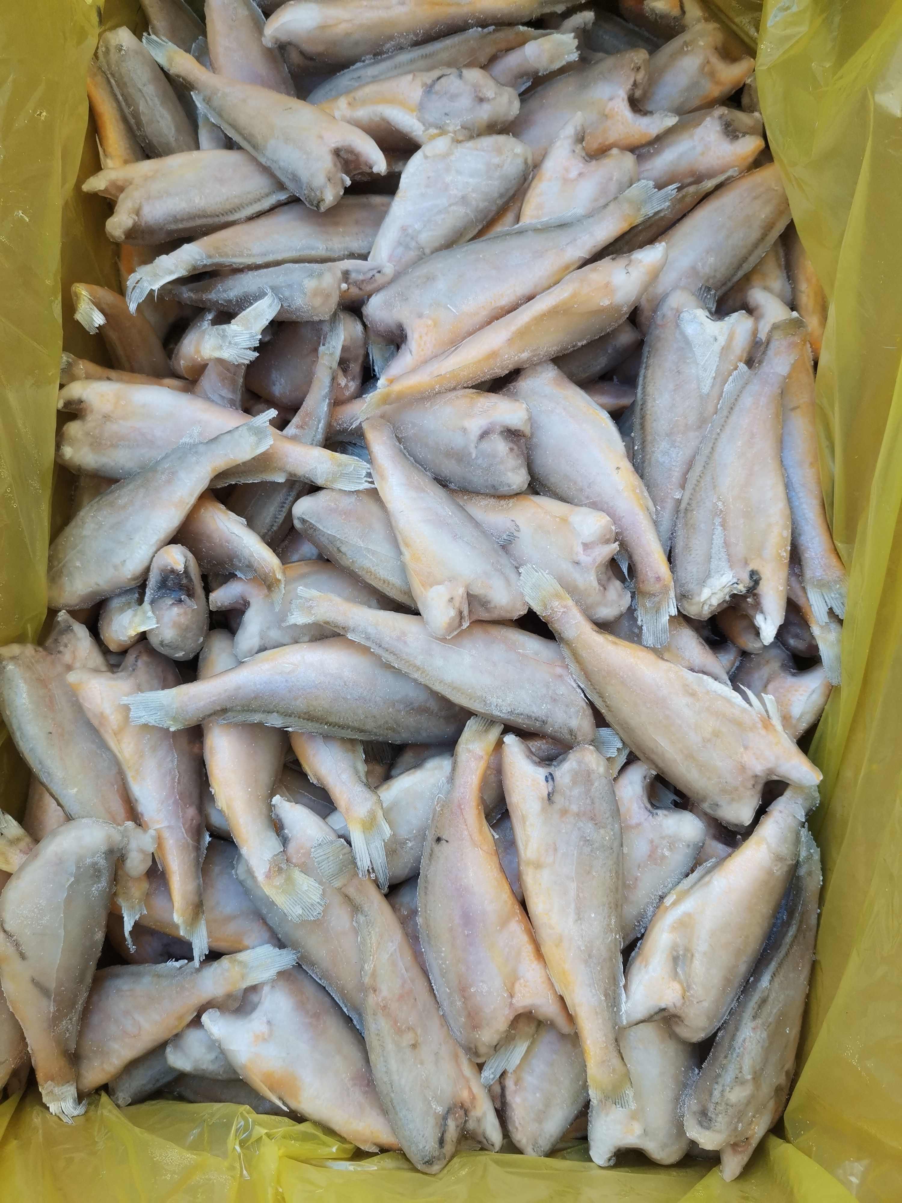 去头小黄鱼  品质好，价格优，一手货源