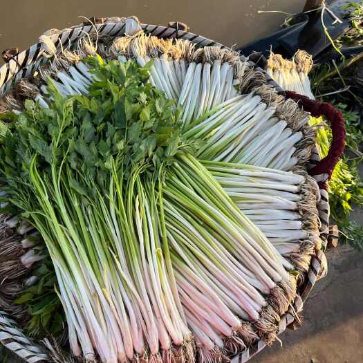 太仓市精品水芹