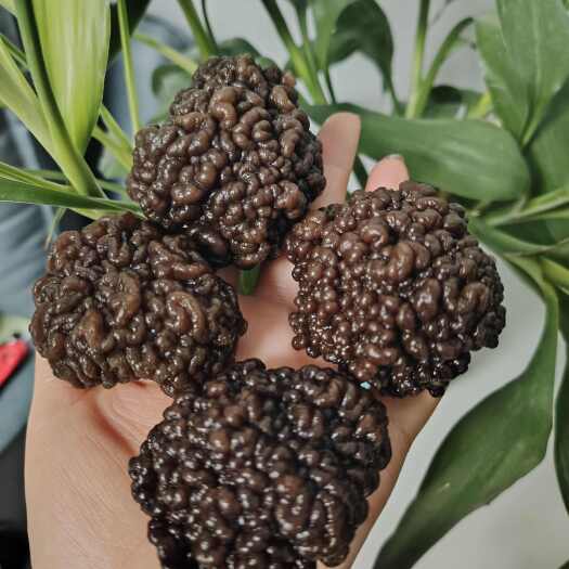 鱼台县猴脑菌核桃菌产地自产自销玛卡菌批发零售优质猴脑菌核桃菌猴脑菇