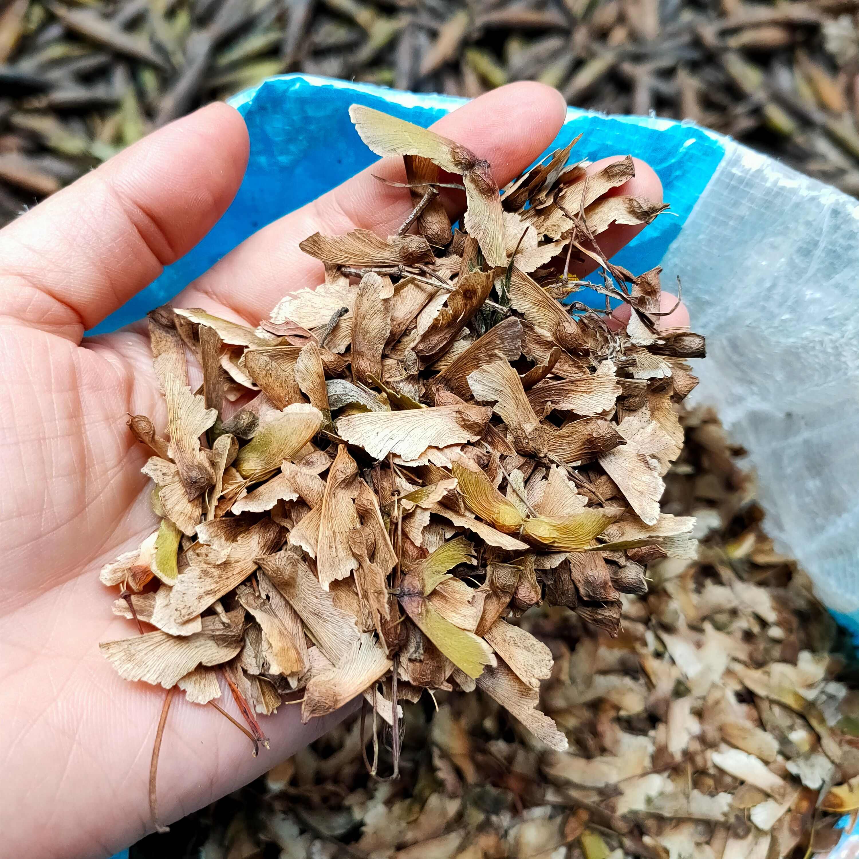 新采羽毛枫种子 枫树种子 风景树种子 红枫种子