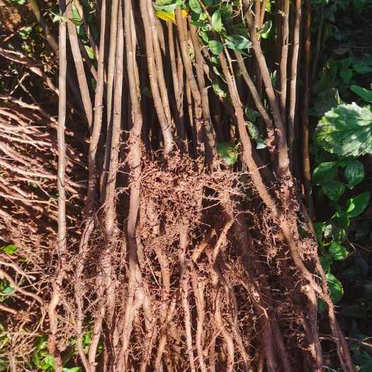 阳朔县棠梨直生苗