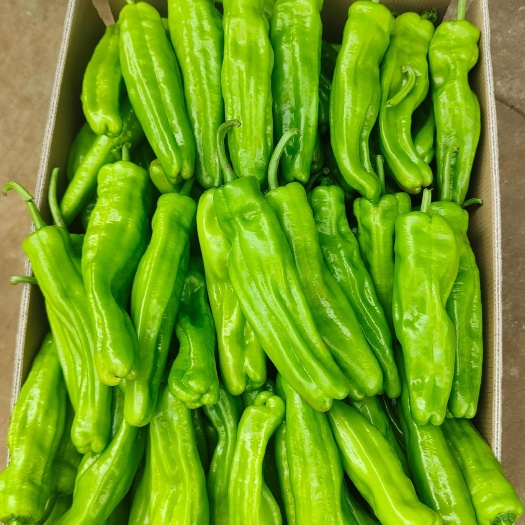 徐闻县【精品】湛江辣椒，新苗芜湖椒，薄皮椒，炮王，一手货源产地直供