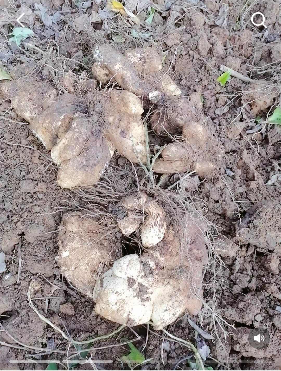 野生灵芝山药薯
