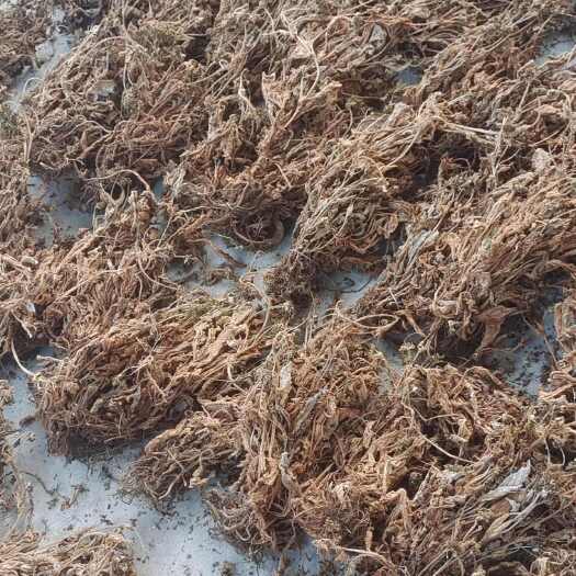 广西新鲜石上莲中药材大叶石上莲软肝草，单叶袋装
