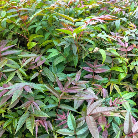 产地直发云南香椿苗  红油香椿，自家苗圃，可提供种植技术