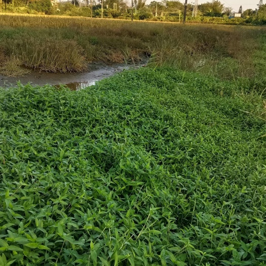 廉江市新鲜，现摘，量大从优，产地发货，，不包邮，价格可以沟通