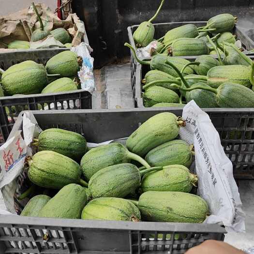 沐川县150亩苹果丝瓜种植基地预售