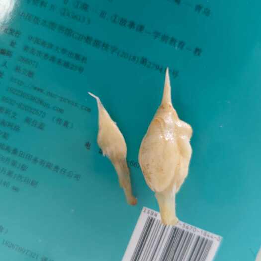 郑州天然鱼宝