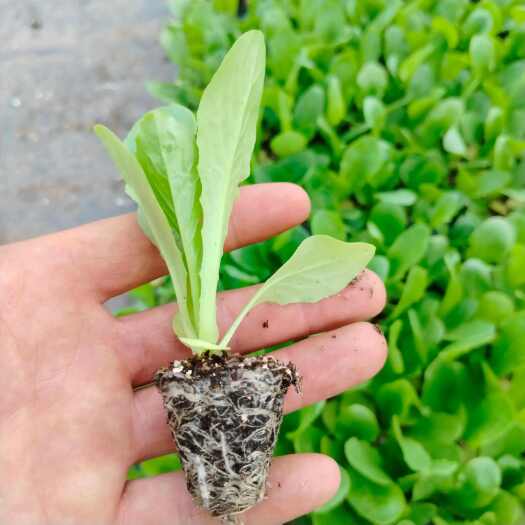 邯郸莴苣苗，青叶莴苣苗，莴苣苗，三青莴笋苗