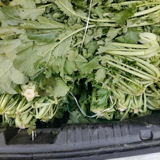 随州野辣菜