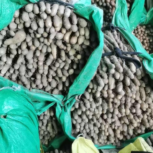 饶阳县麻山药秧苗    纯种独根立豆秧