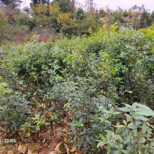九江赤皮青冈袋苗  两年生赤皮青冈袋苗 红椆袋苗基地供应赤皮青冈