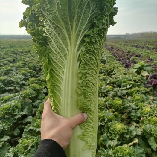 本基地现有大量天津绿白菜，无烧心，烧边，无虫质量好，品质高