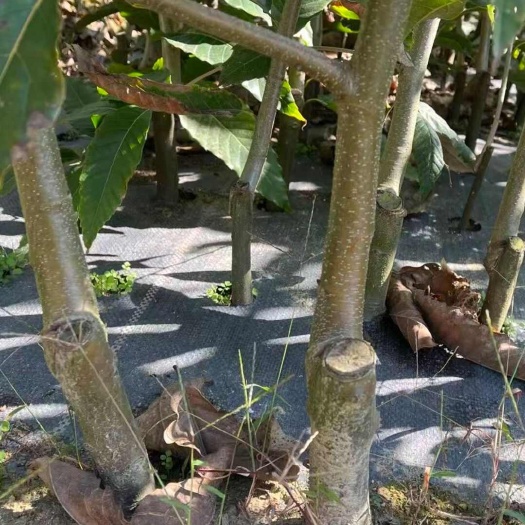 建瓯市3公分粗的锥栗苗
