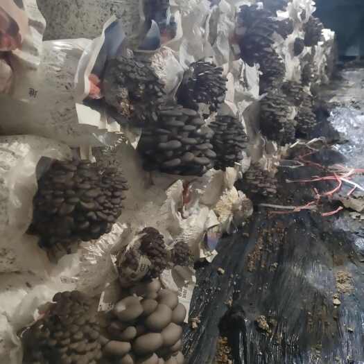沂南县头茬货，价格实惠
