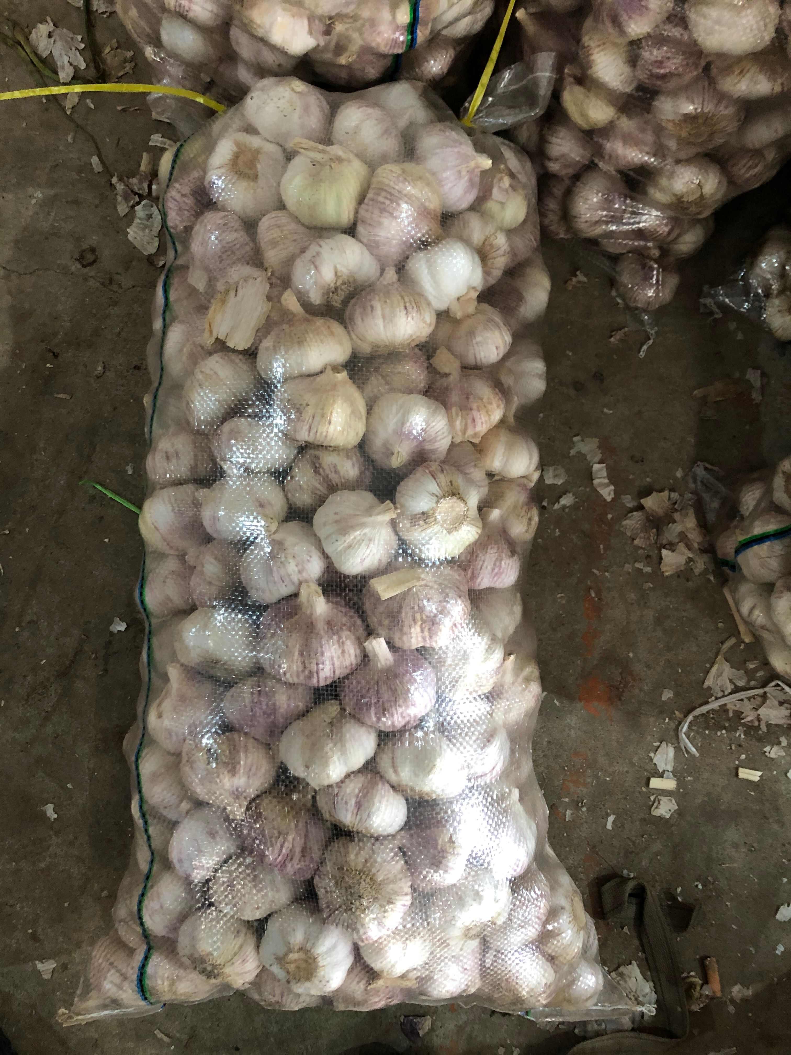 金乡大蒜 紫皮大蒜 产地直发 代收代存冷库出租配资 全国发货