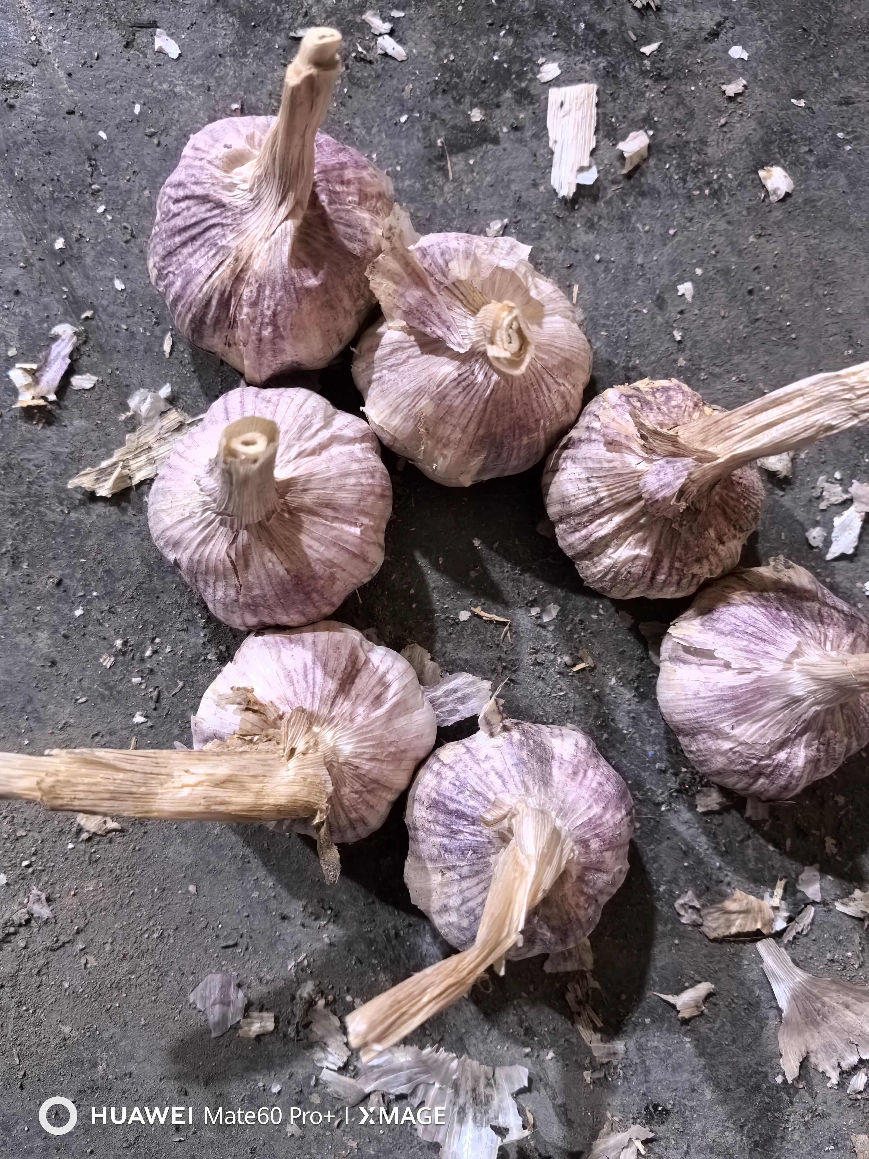 金乡大蒜 紫皮大蒜 产地直发 代收代存冷库出租配资 全国发货