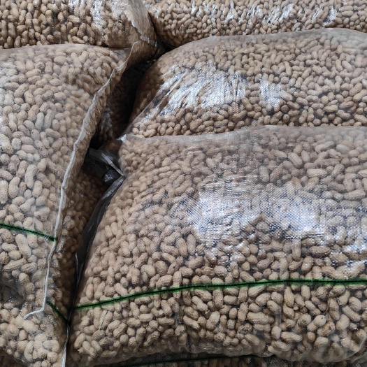 单县山东炒花生  海花果 鲜香可口 6-12个月保质期 速食零食