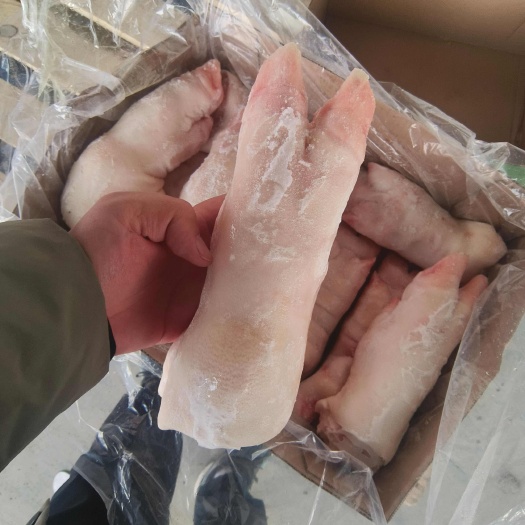 商丘母猪带筋蹄