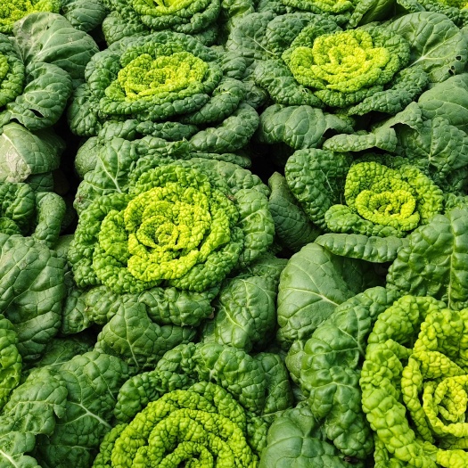临颍县黄心菜