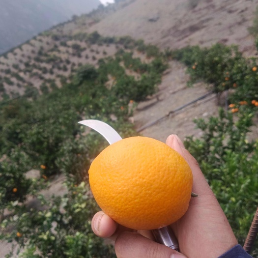 雷波县雷波脐橙