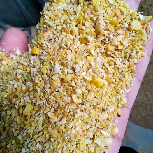 临清市碎黄豆瓣  本地黄豆碎 上地肥料豆 膨化 养殖等