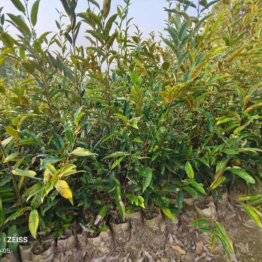 九江供应二年生丝栗栲袋苗 丝栗栲杯苗 一年生丝栗栲杯苗基地供应