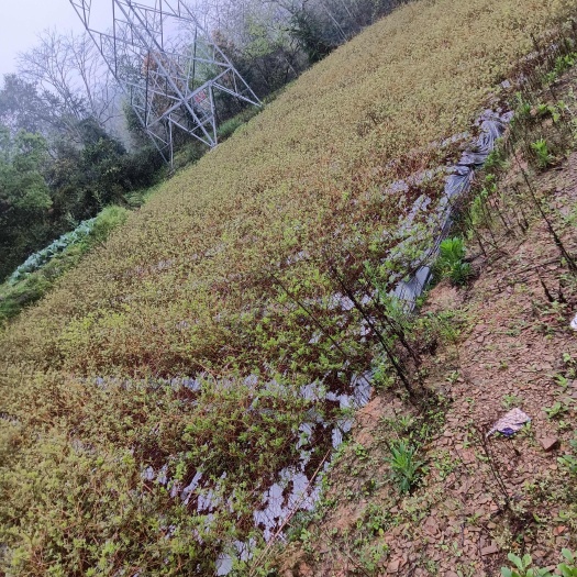 来凤县藤茶苗子，一年成品苗子，批发从优。
