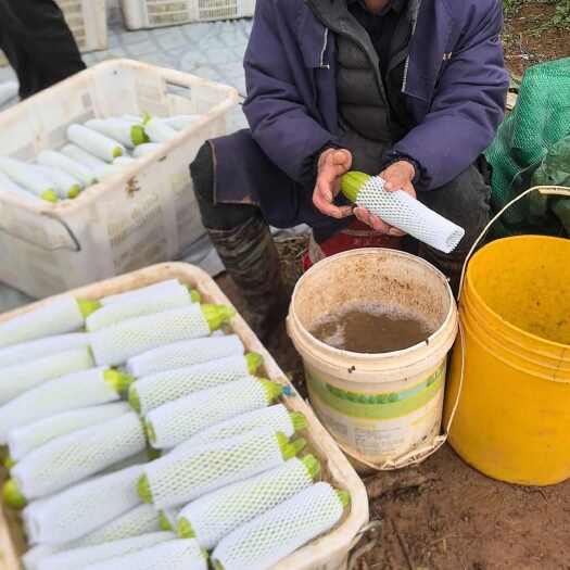 玉溪云南西葫芦