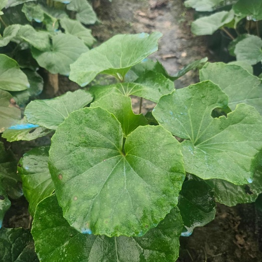 常州吴风草一加仑
