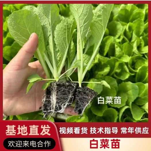 建水县大白菜苗，苗子茁壮，根须发达，成活率高