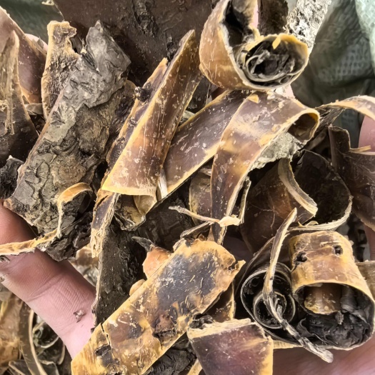 玉林榆树皮中药材老榆树皮外皮榆白皮新货榆皮洗头榆根皮
