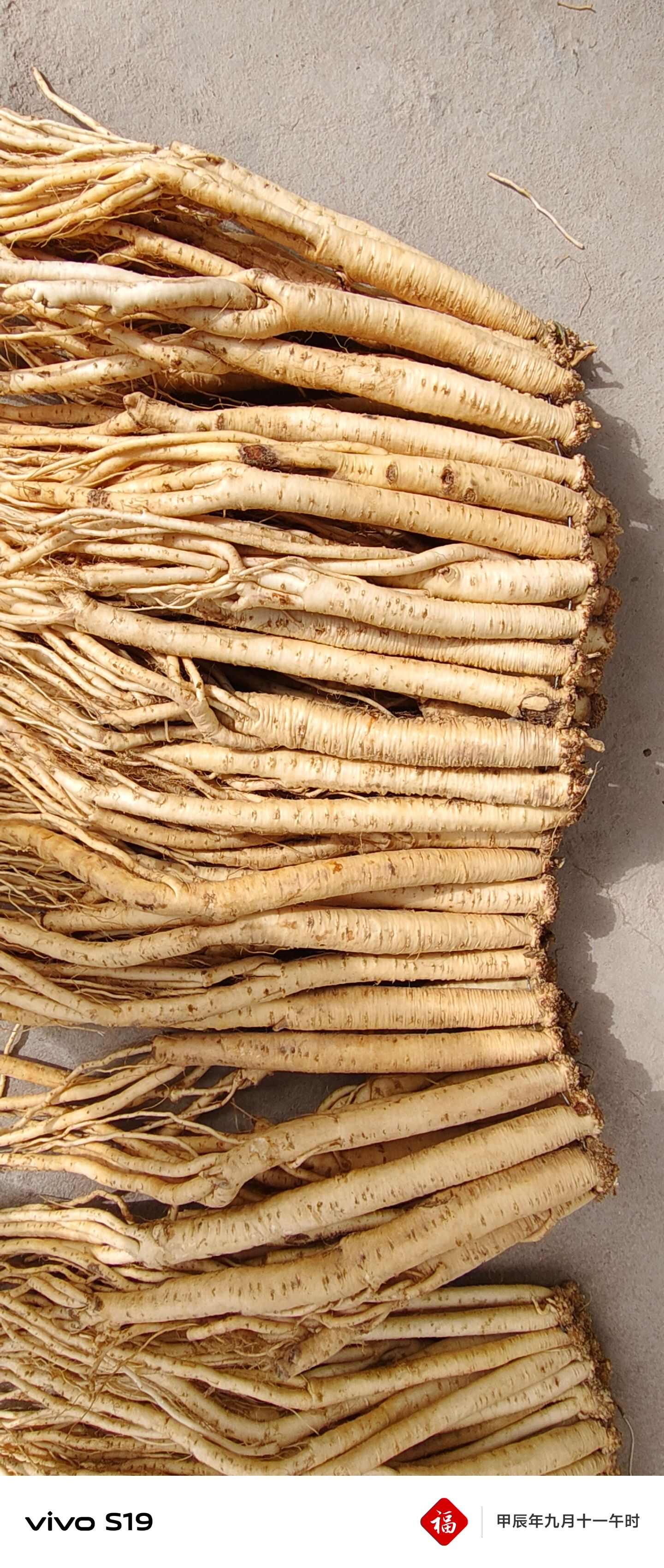 陇西县白条党参
