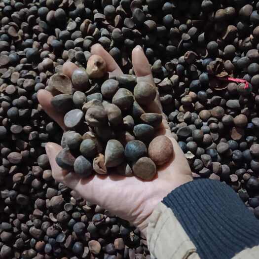 凤山县山茶籽，落地果，油率高