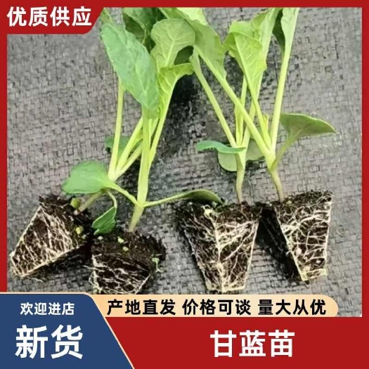 甘蓝苗，品种推荐，质量保证，技术指导