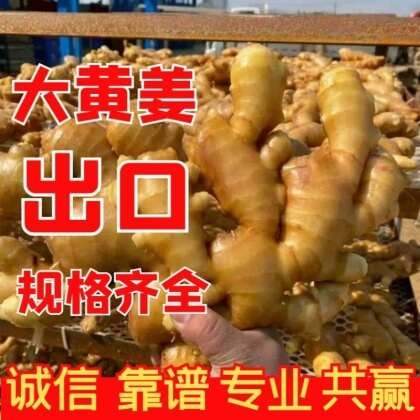 沂水县《生姜产地直销 出口加工 》大黄姜/小黄姜/风干姜常年供应